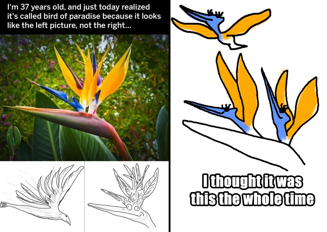 I Just Saw That Bird Of Paradise Post In The Front Page. Was My Life A Lie  Too???!!?! : R/Funny